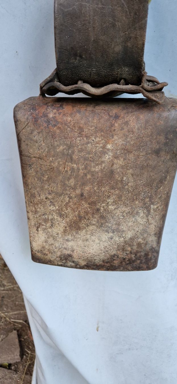 Campanacci mucche: Gotthart Nr. 9 – Usato da Fischenthal venduto da sackblitz 3