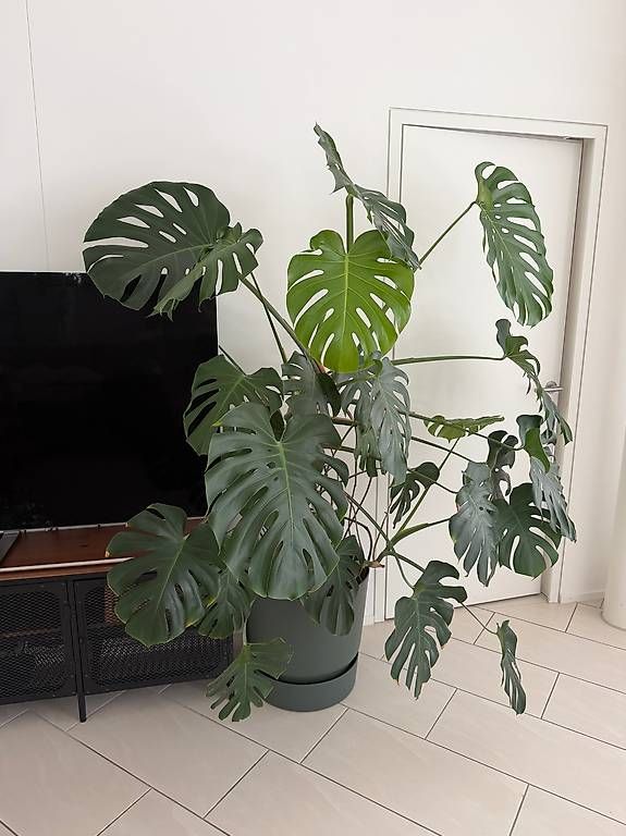 Piante & sementi: Sehr grosse Monstera – Usato da Zürich venduto da domeldidom 2