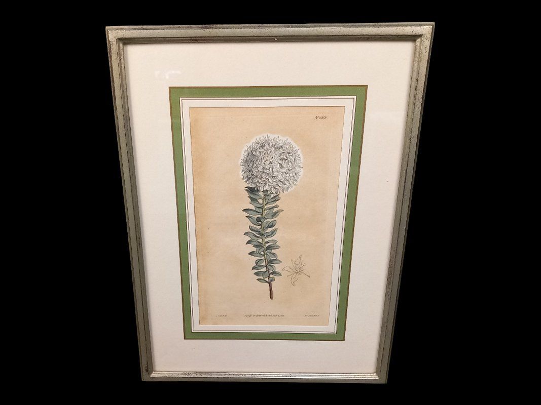 Posters & Illustrations: Bild im Bilderrahmen weisse Blume – D'occasion à Hünenberg par Restwert_Zug
