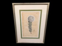 Bild im Bilderrahmen weisse Blume