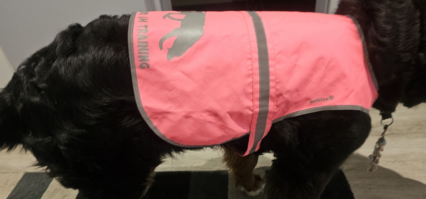 Bekleidung: Hundetrainingsweste grösse L reflektierend – Neu (gemäss Beschreibung) aus Sumiswald von Andrealein92 1