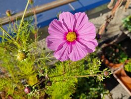 200 Stk. Cosmea (Schmuckkörbchen) Samen