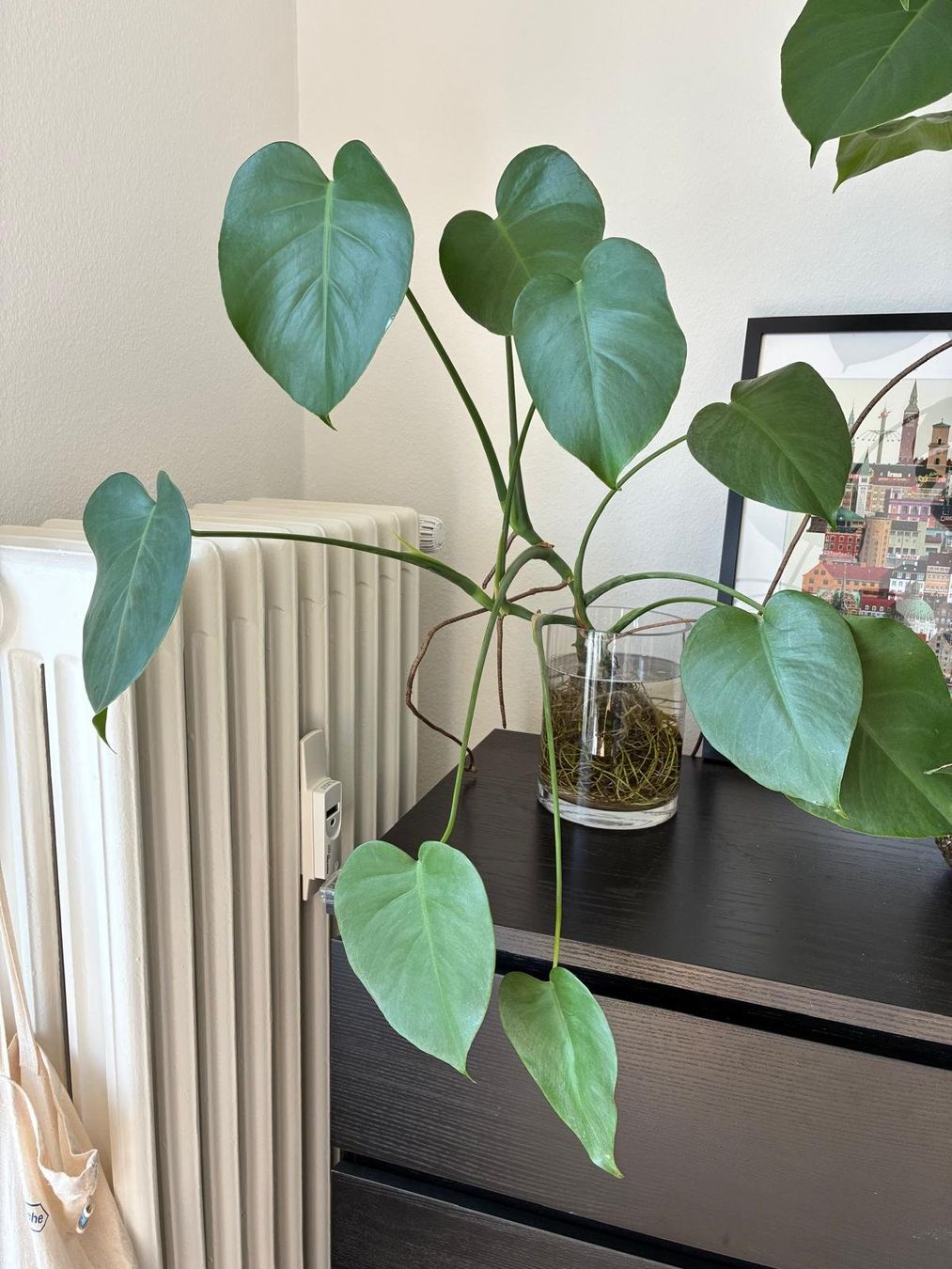 Pflanzen & Samen: Hydroponic Monstera mit Glas vase – Gebraucht aus Basel von sho_lfd6 1
