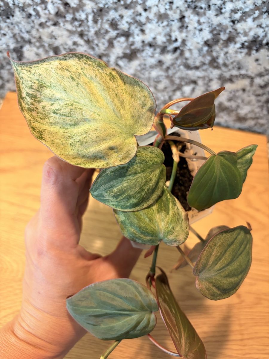 Piante & sementi: Philodendron Micans Pink Variegata – Usato da Kaiseraugst venduto da dka_b97z 1