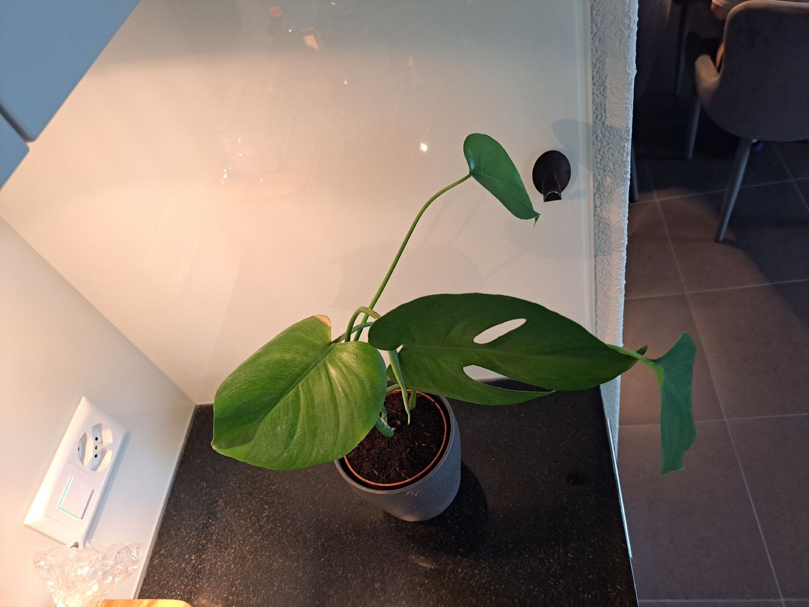Pflanzen & Samen: Monstera Deliciosa  – Neu (gemäss Beschreibung) aus Samstagern von mel_ks7d
