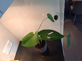 Monstera Deliciosa 