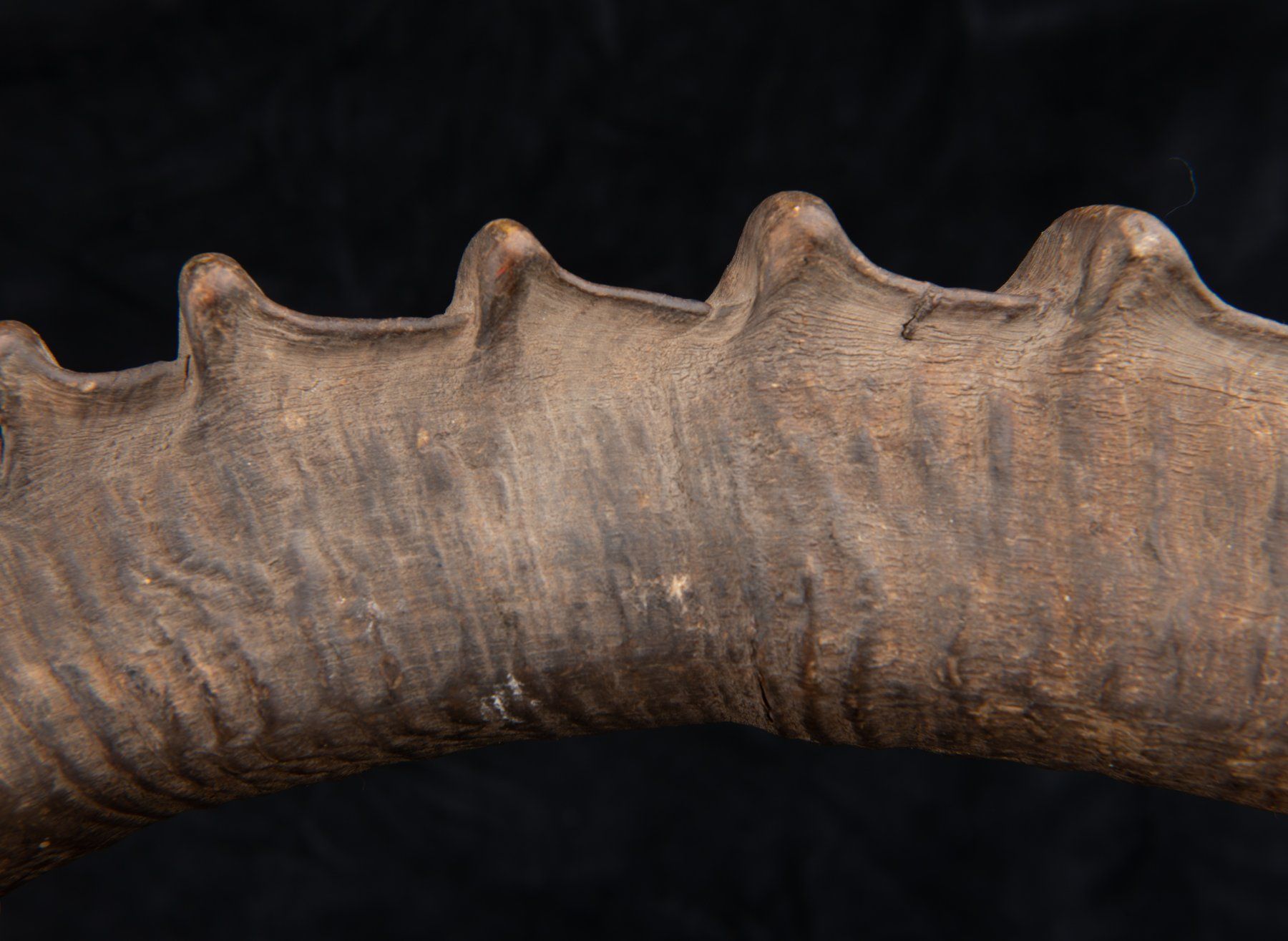 Welt der Tiere: Steinbock / Ibex Horn, alt und schön – Gebraucht aus Bern von  7
