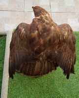 AUSGESTOPFTER MÄUSEBUSSARD IN SEHR SCHÖNE ZUSTAND