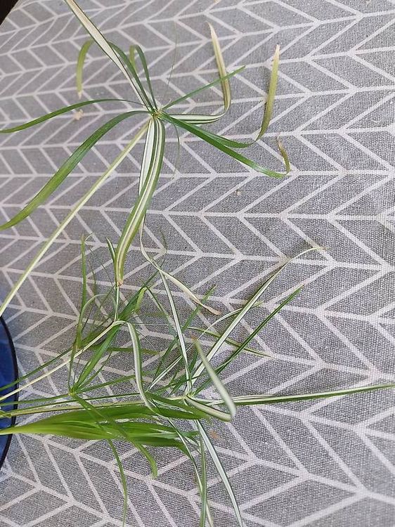 Cyperus Alternifolius Variegata Zyperngras variegata (Gebraucht) in  Schwaderloch fr CHF 69  mit Lieferung auf Ricardo kaufen
