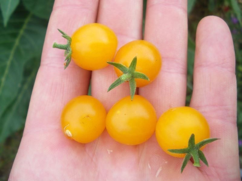 Piante & sementi: 50 Samen Johannisbeertomate GELB – Nuovo (secondo la descrizione) da Ehrendingen venduto da VerveinaSamen 2