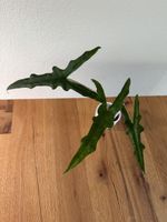 Alocasia Sabrina Narrow in Hydrokultur