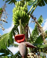 Ab 5.- fr 1 STK SAME ECHTE BANANEN PALME‪