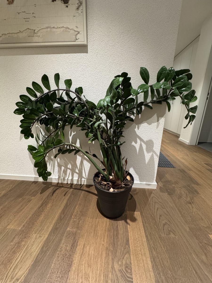 Pflanzen & Samen: Zamioculcas Zimmerpflanze – Gebraucht aus Zürich von Monusc
