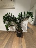 Zamioculcas Zimmerpflanze