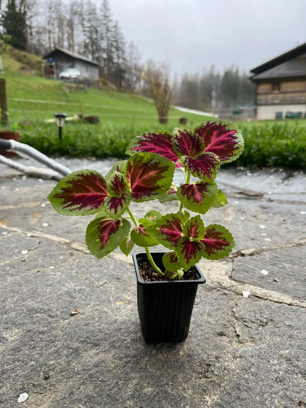 Pflanzen & Samen: Coleus – Gebraucht aus Hasliberg Hohfluh von eva_9895 1