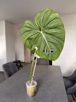 Philodendron Dean Mcdowell (Large)