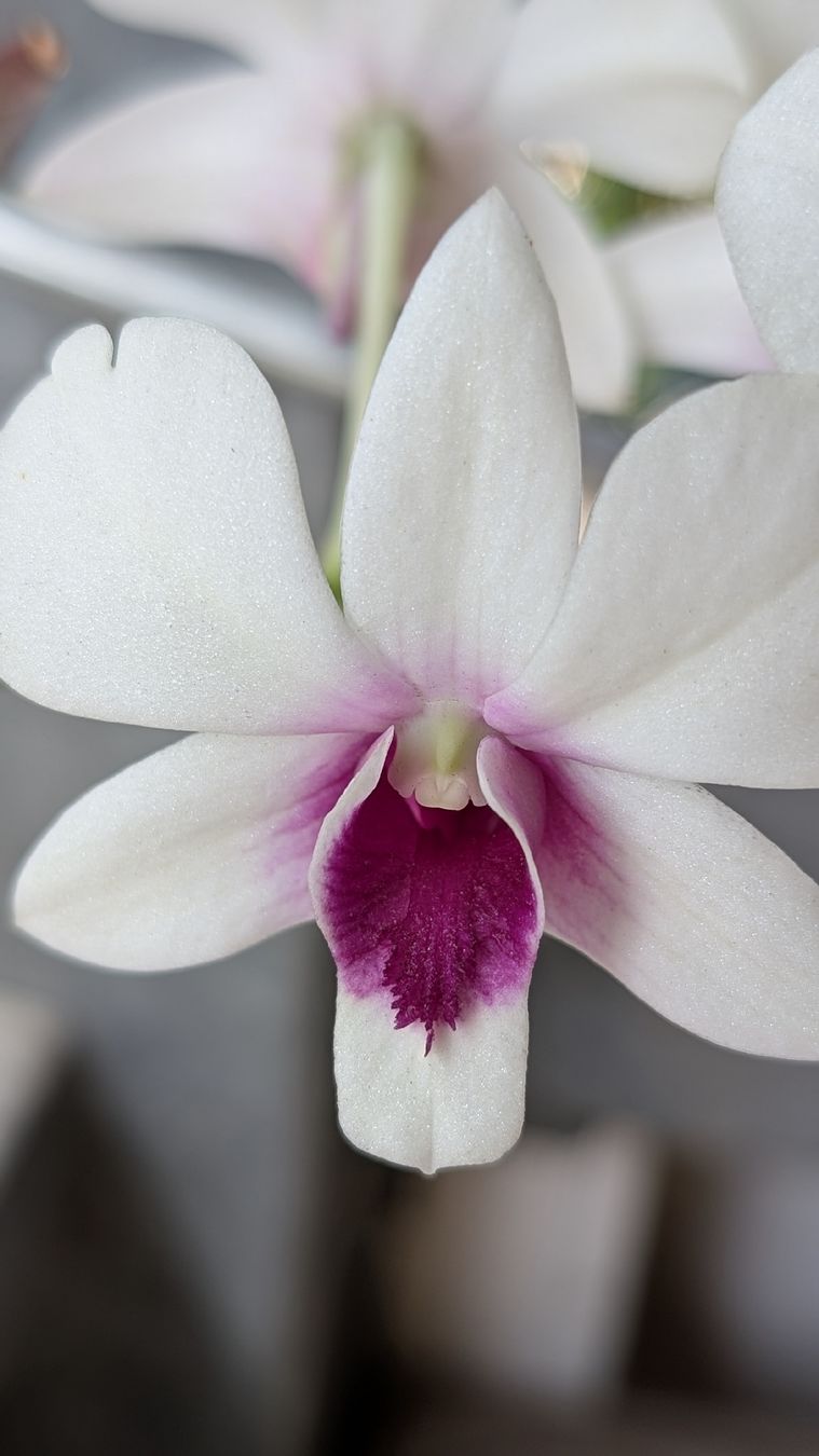 Pflanzen & Samen: Dendrobium 'Biggibum x Phalaenopsis' Orchidee – Gebraucht aus Untervaz von Lyraia 4