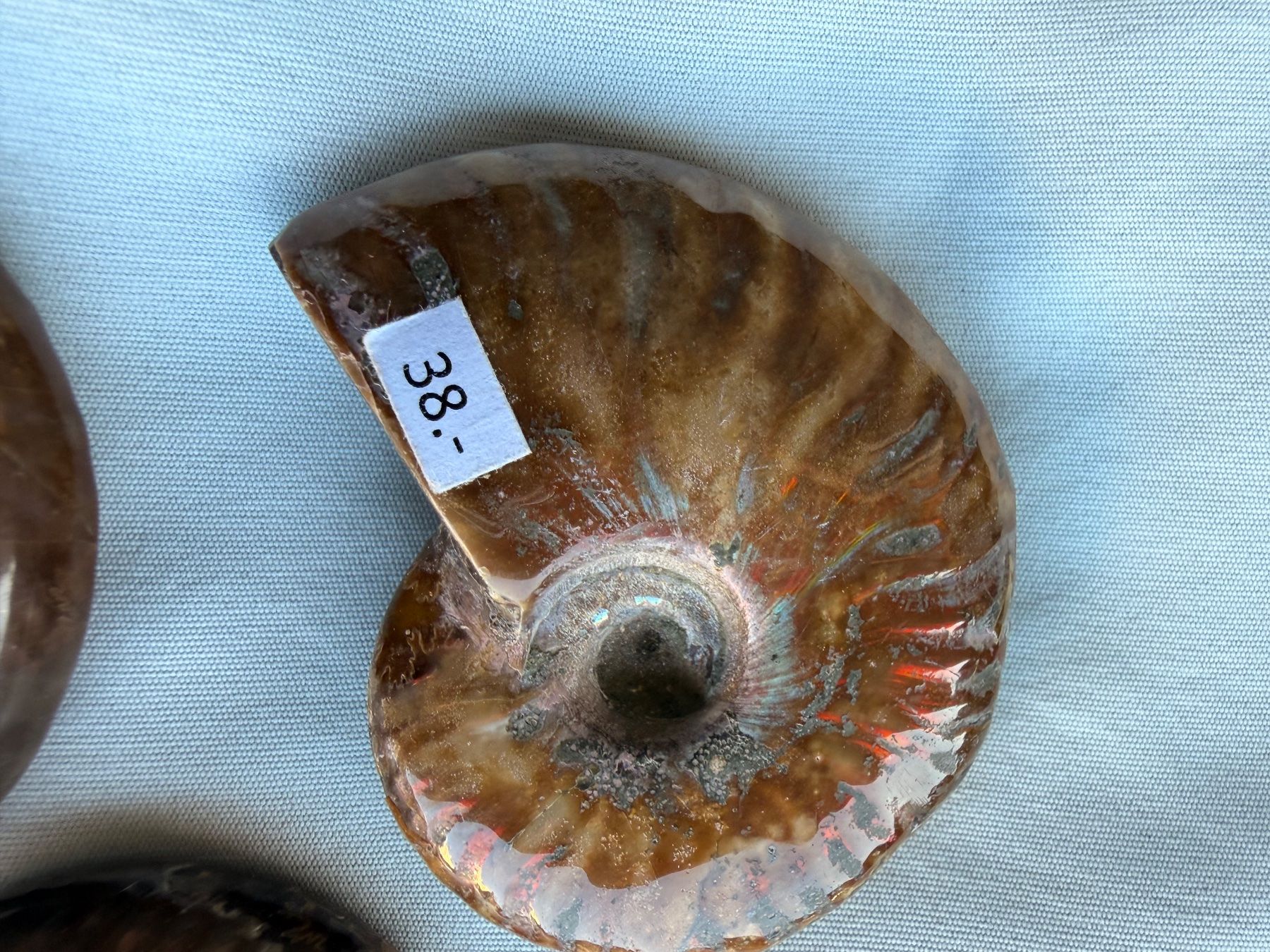 Fossiles: Ammoniten Fossilien – Neuf avec emballage d'origine à Wetzikon ZH par Linda5 1
