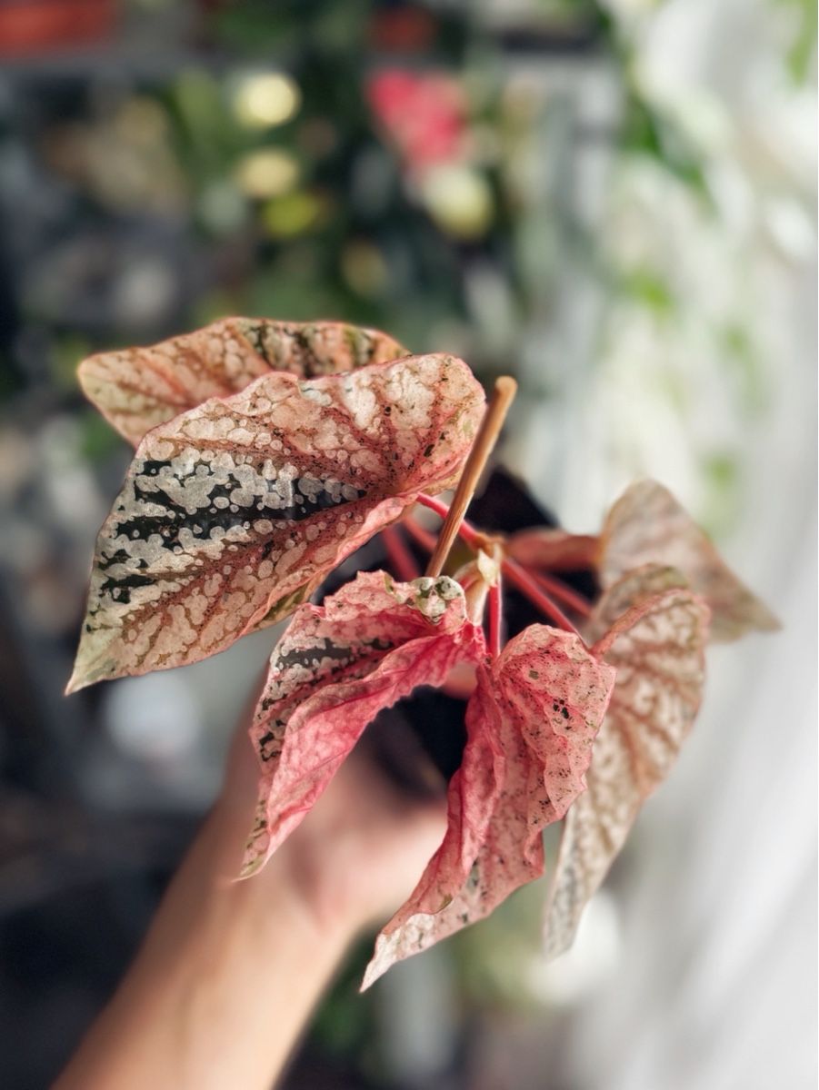 Plantes & graines: Begonia Snow Capped Variegated #2 – Neuf (Voir description) à Bern par plantlover_bern 2