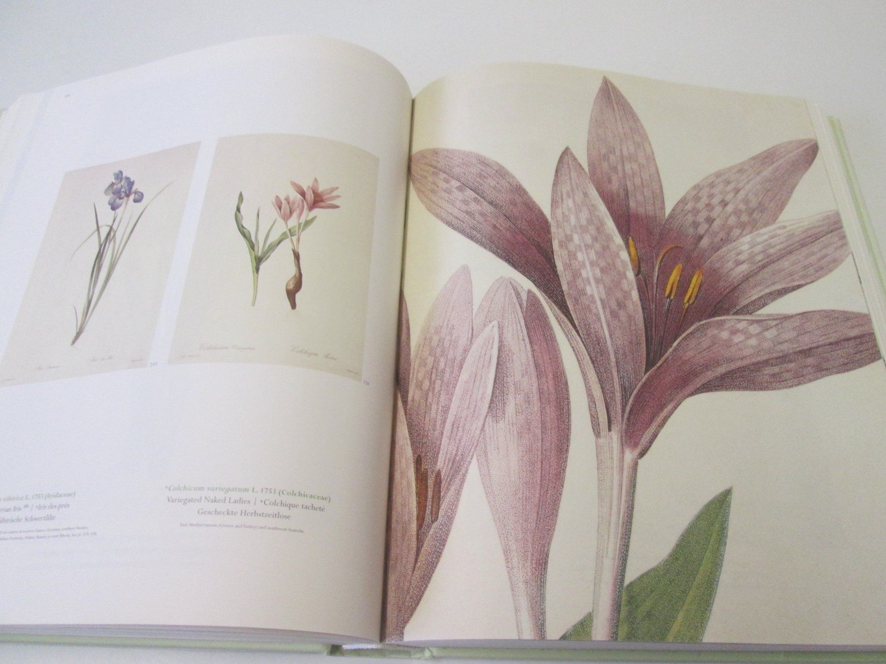 Libri: The Lilies- Pierre Joseph Redoudé – Usato da Sementina venduto da babucia 3