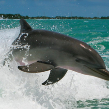 Profile image of dolphine_blue