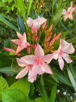 Oleander rosa, Höhe 180 cm