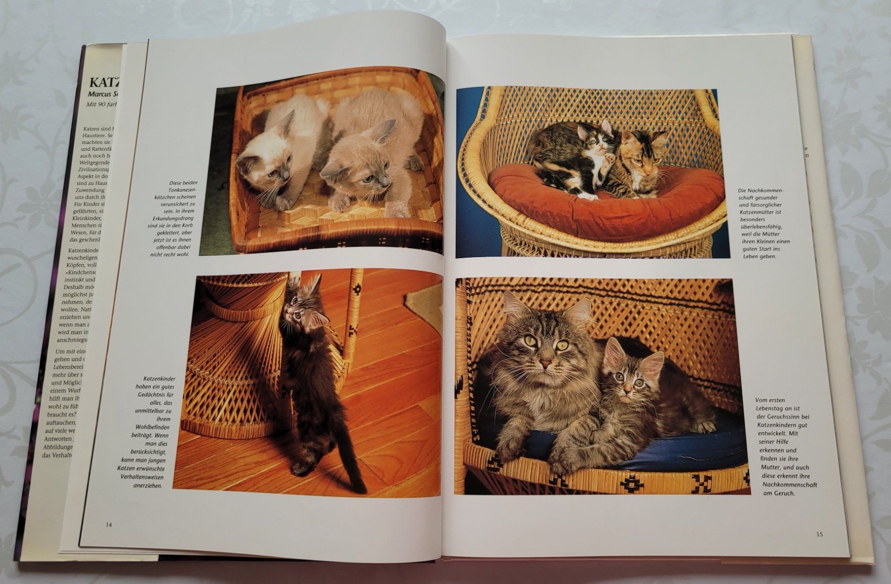 Bücher: Marcus Schneck - Katzenkinder – Gebraucht aus Zürich von fourpaws 5