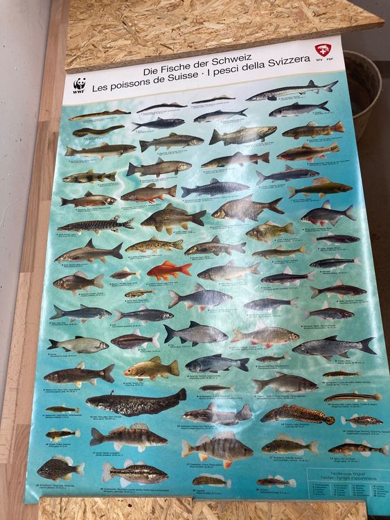 Poster - Fische der Schweiz WWF 1