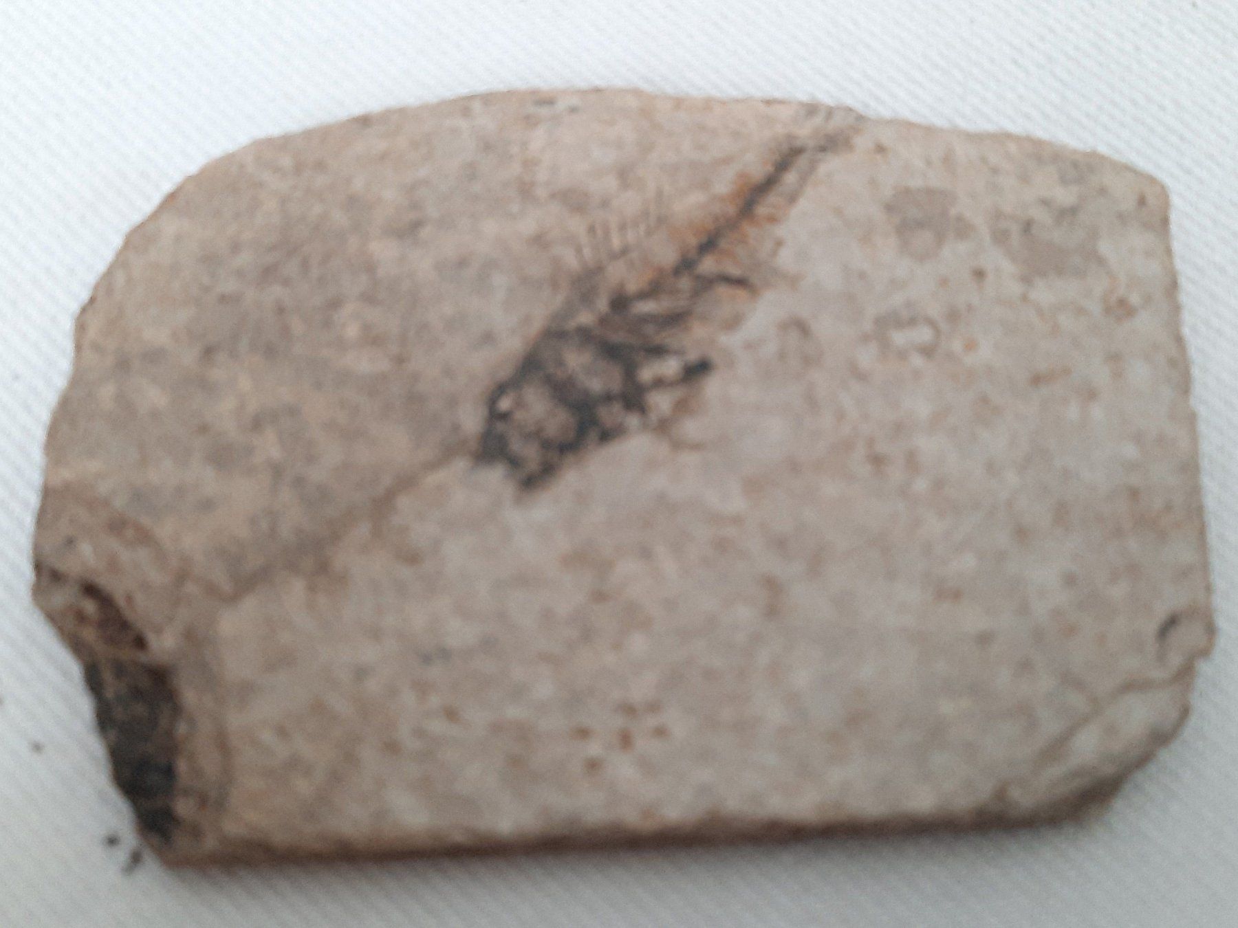 Fossili: 3 Fossilien – Usato da Beinwil am See venduto da Restwert_Beinwil 4