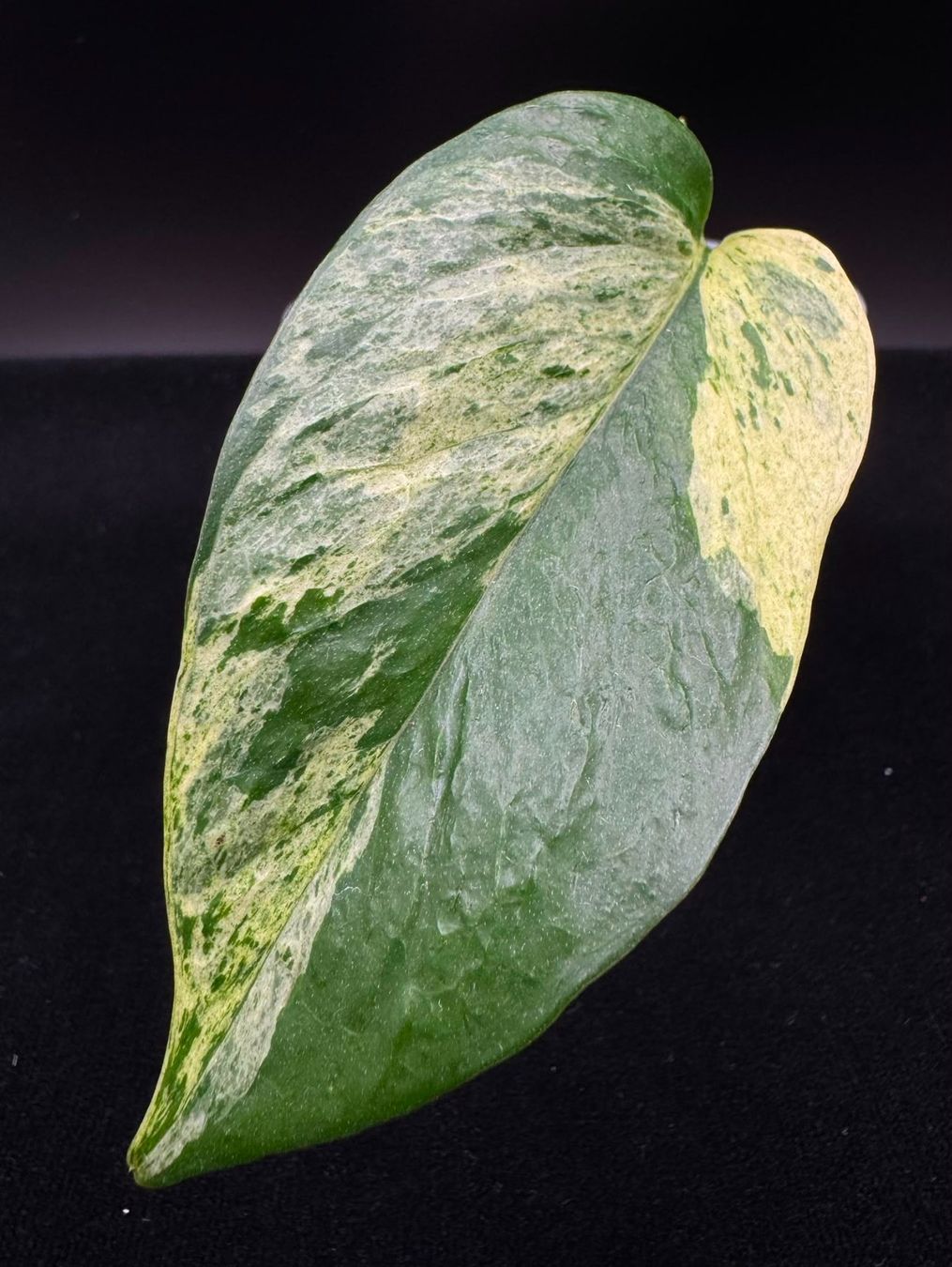 Piante & sementi: Epipremnum aureum 'Teruno Grace' in Semihydro – Nuovo (secondo la descrizione) da Bühler venduto da googelibear 4