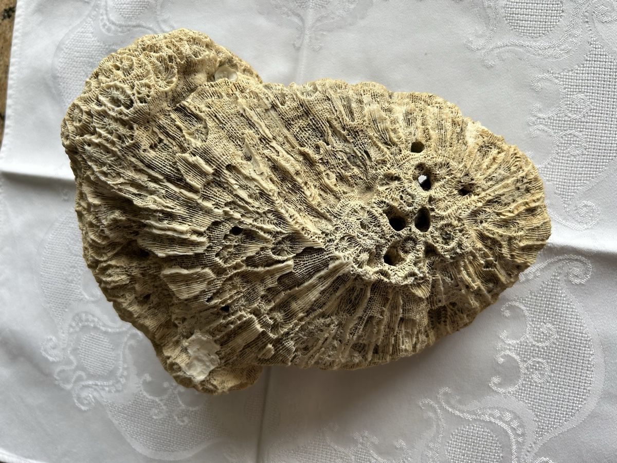Fossili: Grosses fossiles Korallenexemplar – Usato da Lengnau AG venduto da Mefari 2