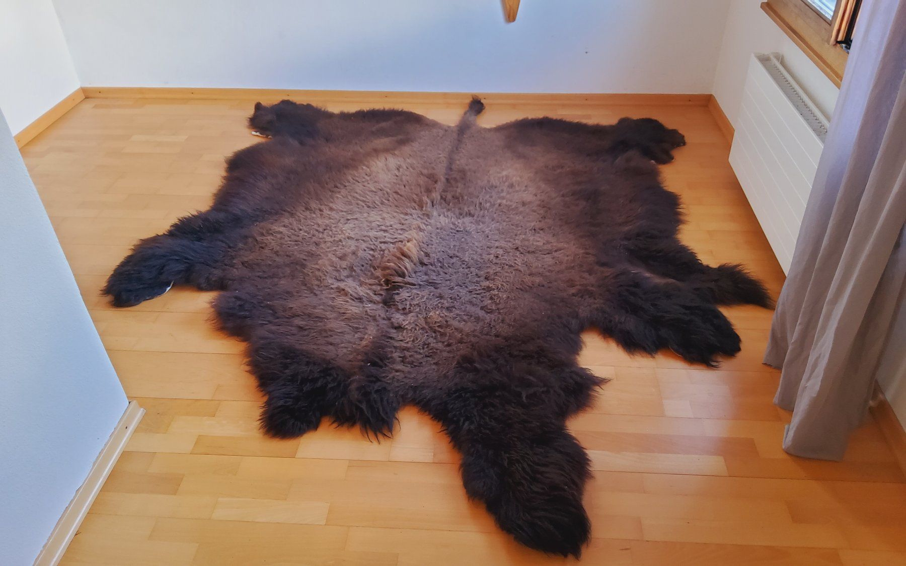 Il mondo degli animali: Bisonfell (Echt) – Nuovo (secondo la descrizione) da Ruggell venduto da Tim-Werk 8