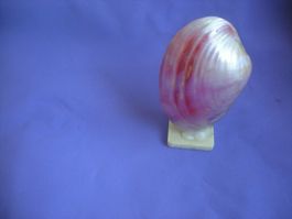 Rote Muschel etwa 10 cm Südchinesische Meer