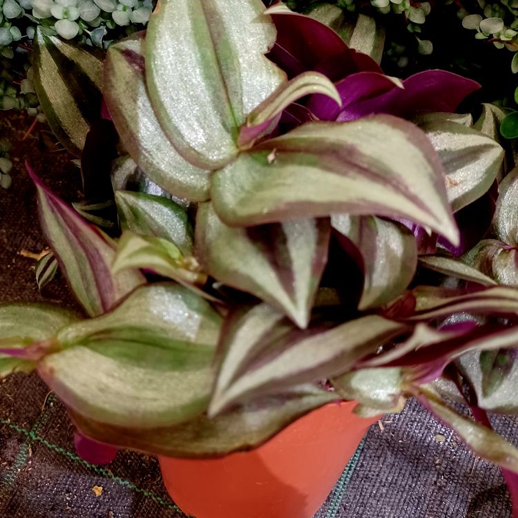 Kletternde Zierpflanze TRADESCANTIA ZEBRINA PURPOSII 15 cm Kaufen auf