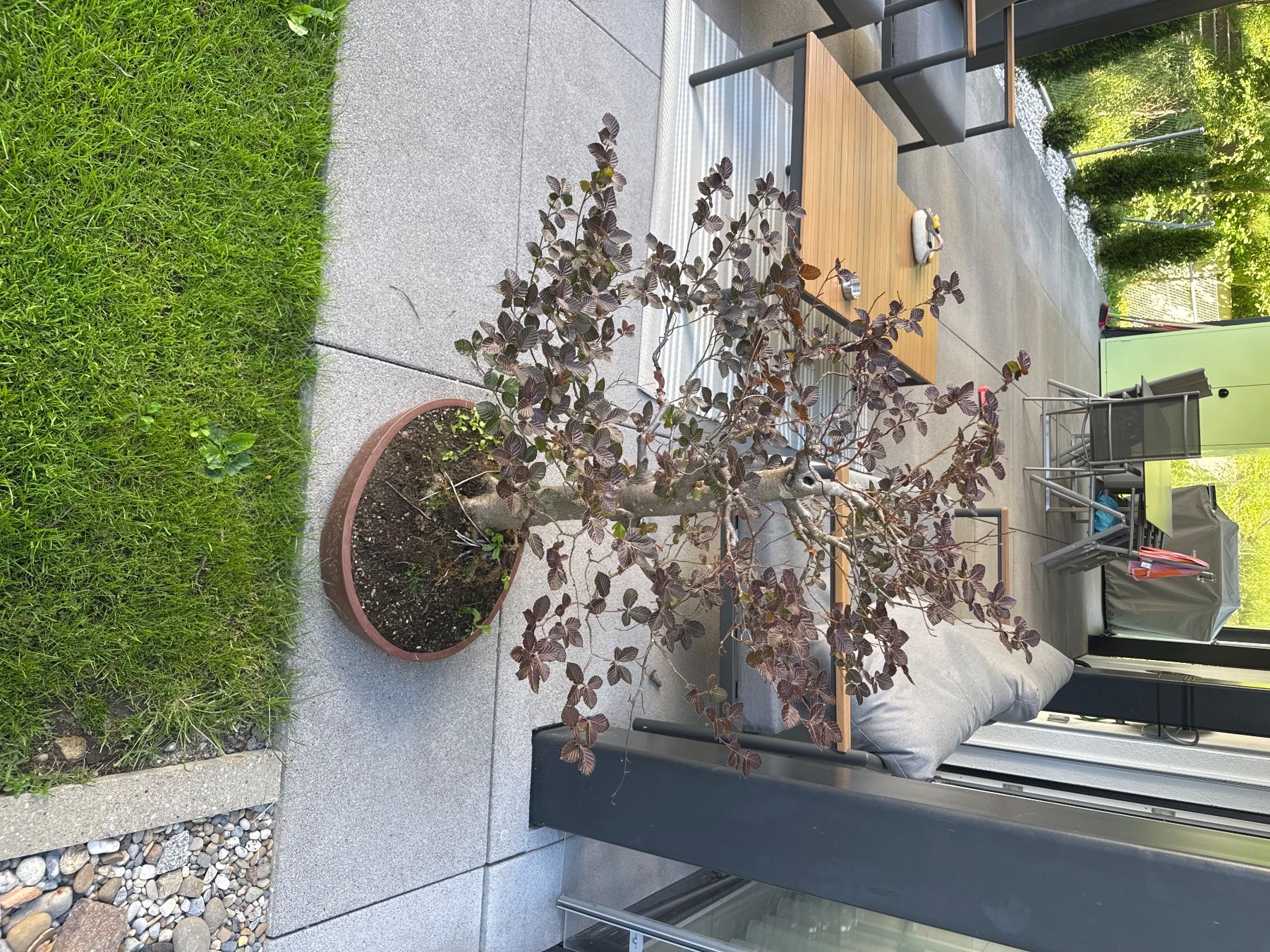 Piante & sementi: Blutbuche Bonsai, Top Zustand, Garten – Usato da Hinwil venduto da BMW_M-Packet 3
