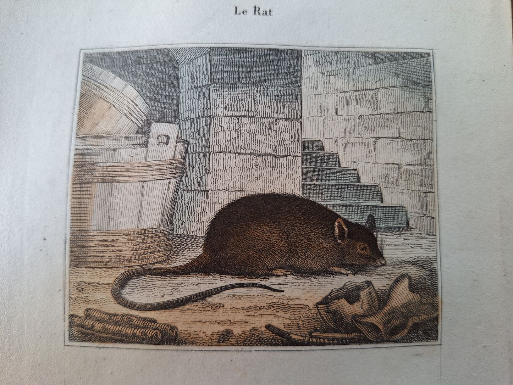 Incisioni: LA SOURIS. LE RAT – Usato da Bevaix venduto da bohrap 2