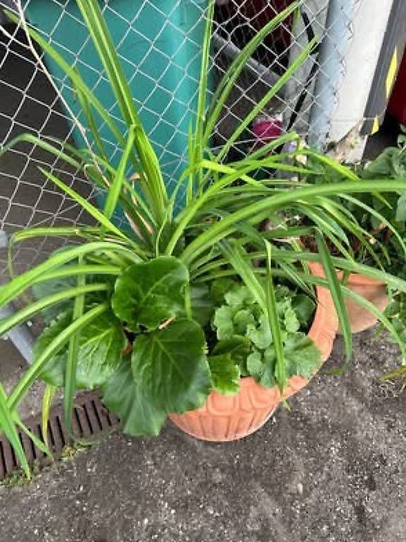Piante & sementi: Blumen im Topf  – Usato da Frauenfeld venduto da Irene.Schuppli 4