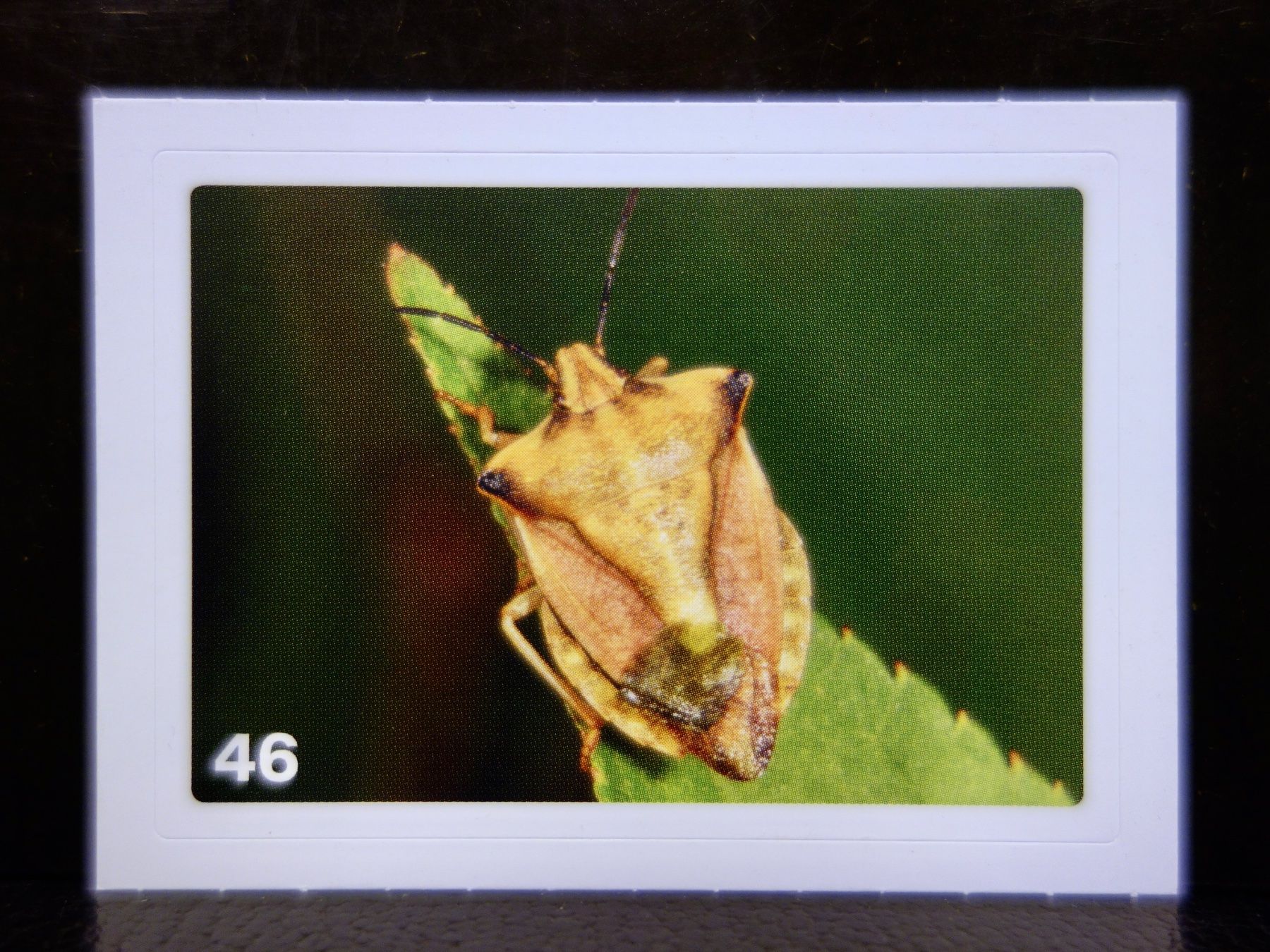 Migros Carte collezionabili: MIGROS MANIA Nature Detectives Nr. 46 – Nuovo e nell'imballaggio originale da Kerzers venduto da djstarsky73