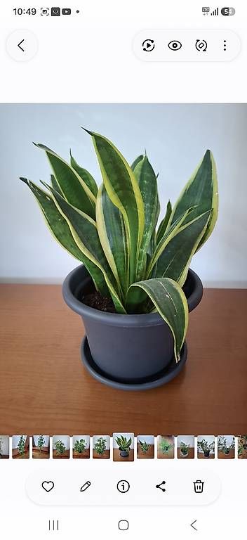 Plantes & graines: Fluer intérieur  – D'occasion à Corcelles-près-Payerne par bebenado