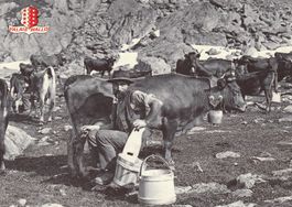 Wallis  VS  -   Kuh-Alpsömmerung / Bergbäuerin beim Melken