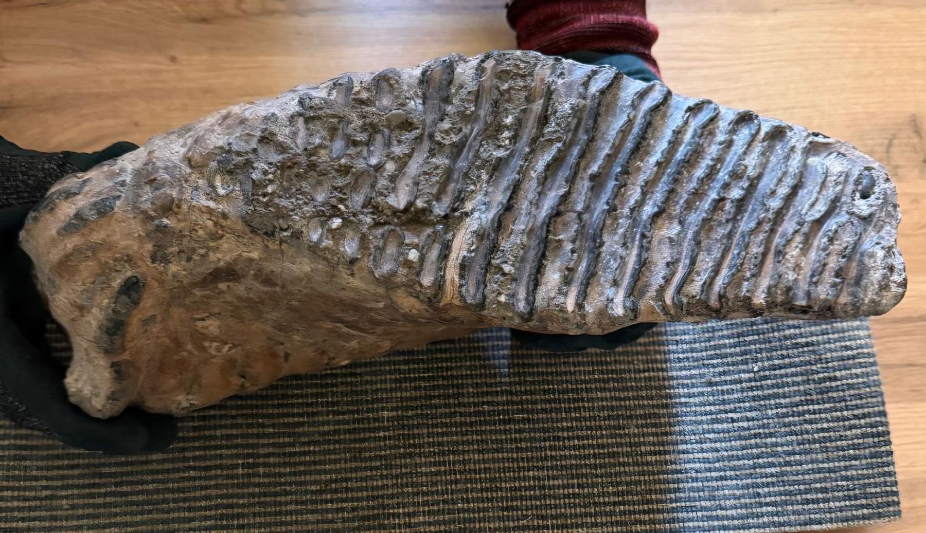 Fossili: mammutzähne – Usato da Zurigo venduto da gmi_2t55