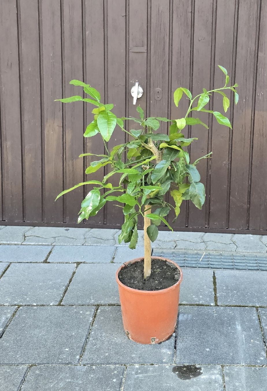 Pflanzen & Samen: Kaffirlimette – Gebraucht aus Aarburg von popkorn65