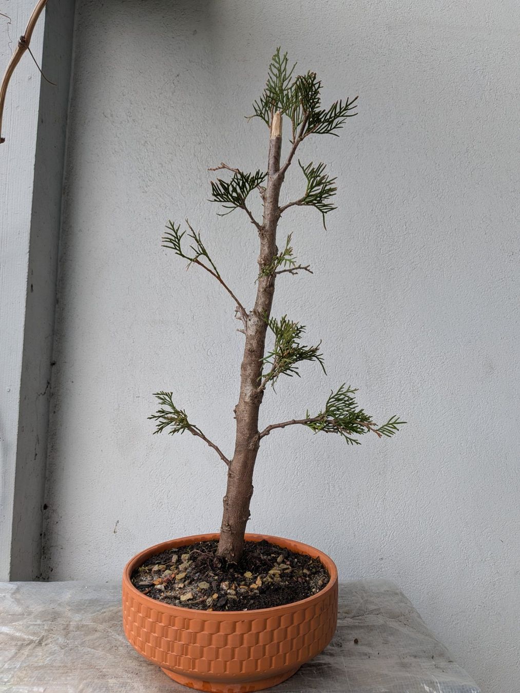 Piante & sementi: Thuja (Lebensbaum) Bonsai – Usato da Bern venduto da Hydrom
