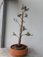 Thuja (Lebensbaum) Bonsai