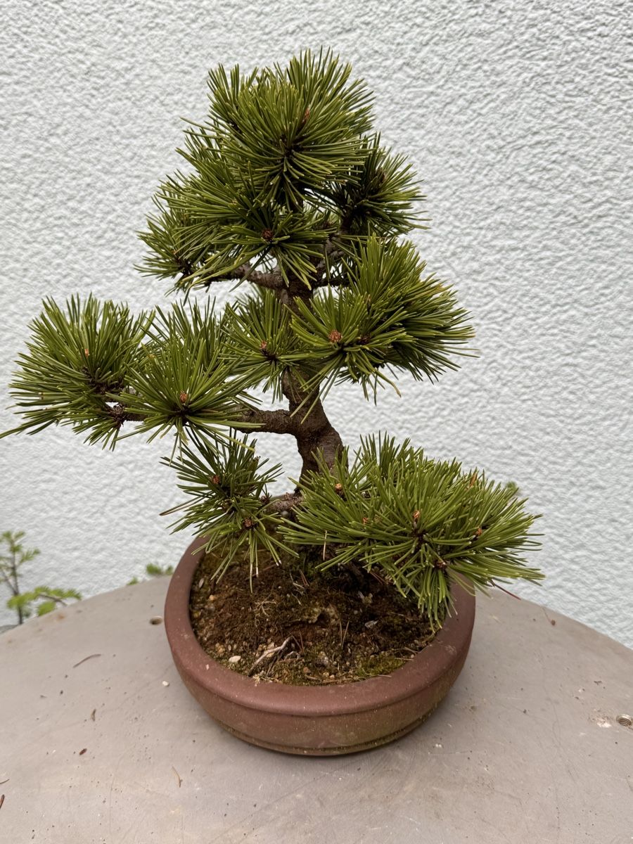Piante & sementi: Bonsai/Pinus Mugo – Usato da Münchwilen TG venduto da baluzi3 4
