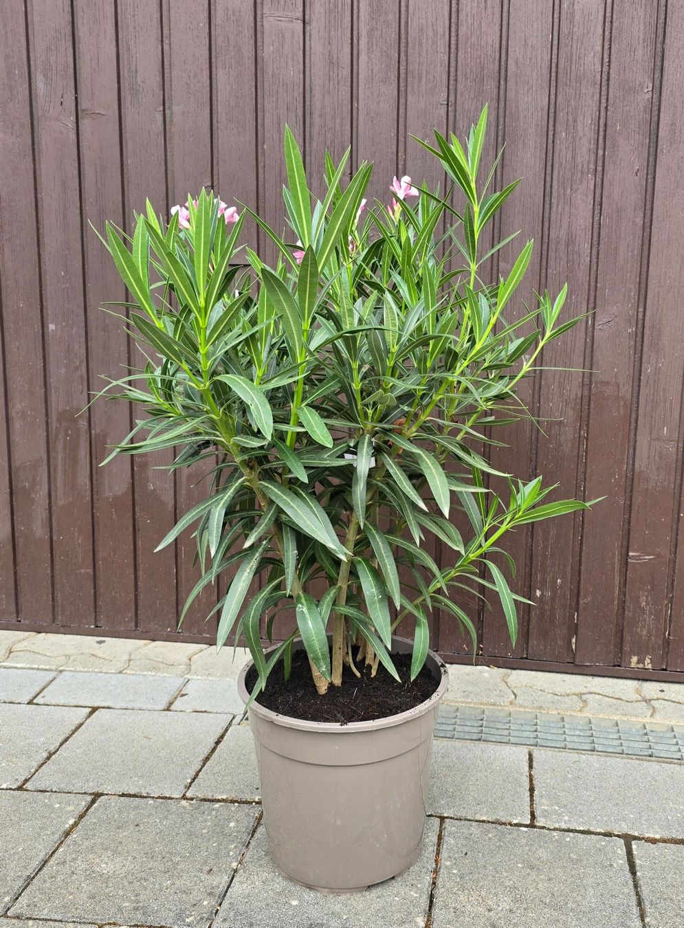Plantes & graines: Oleander Tricolor – D'occasion à Aarburg par popkorn65 3