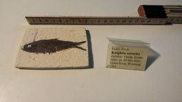 KONVOLUT Museale Fossilien / Versteinerungen / Lehrmaterial