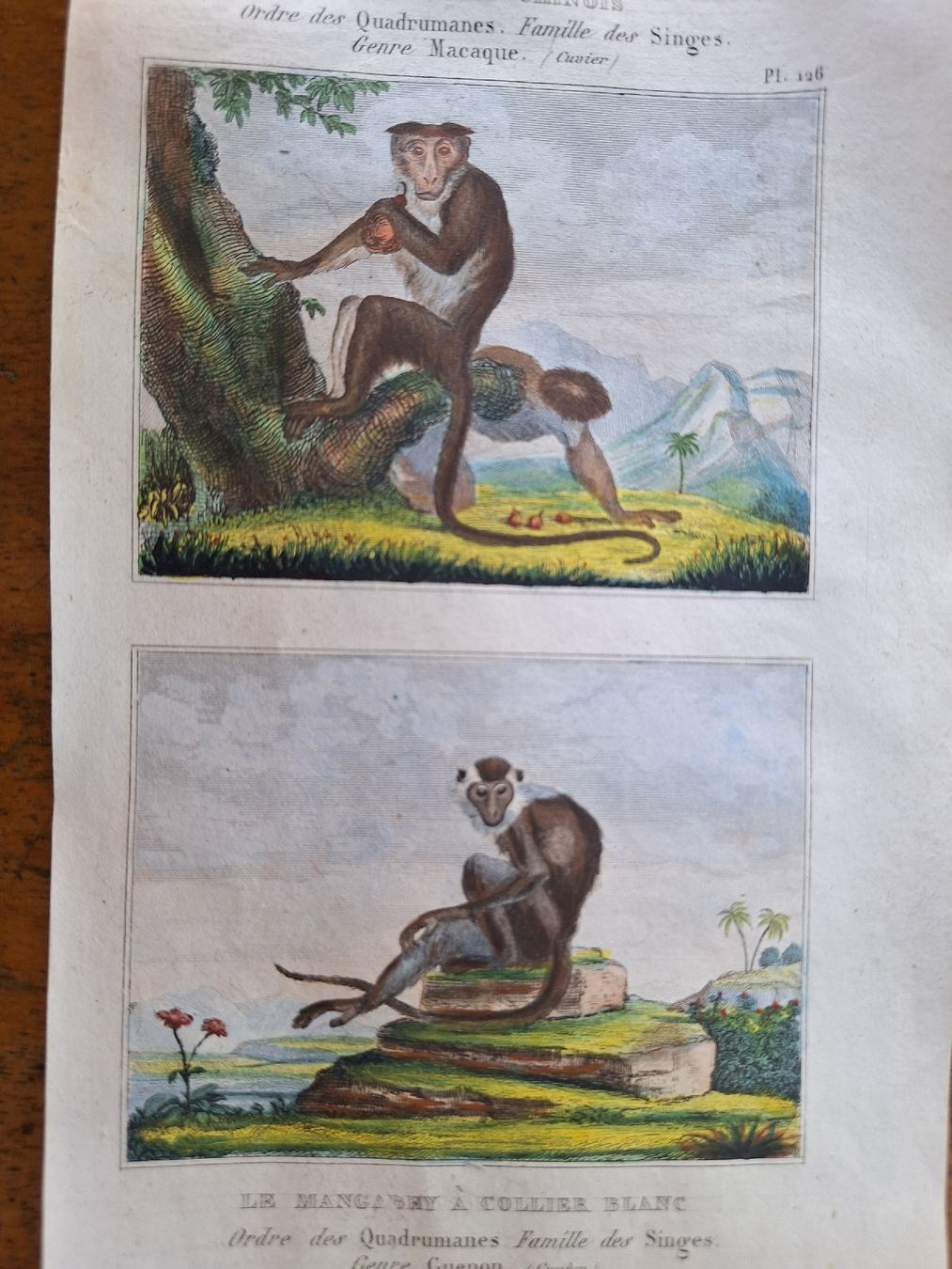 Incisioni: SINGES  2 gravures – Usato da Bevaix venduto da bohrap 2