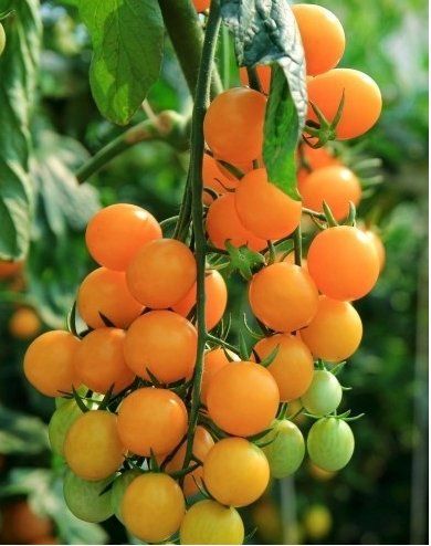 Pflanzen & Samen: Topf-Cocktail TOMATE VENUS Orange / 5 Samen – Neu (gemäss Beschreibung) aus Hinteregg von ERFOLG78 1