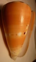 EINMALIGE CONUS BARTHELEMYI-MUSCHEL-FARB-VARIANTE,-70 MM,-